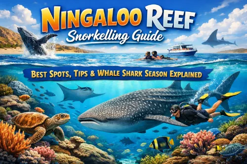 Ningaloo Reef Snorkelling Guide